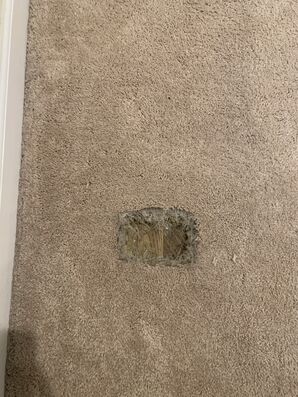 Carpet Repair Due to Pet Damage, in Glen Ellyn, IL (1)