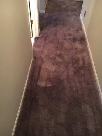  Before Bleach Stains - Carpet was re-dyed to correct bleach damage in Gurnee IL