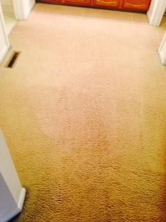 Before and After Carpet Cleaning feces/urine Waconda, IL 