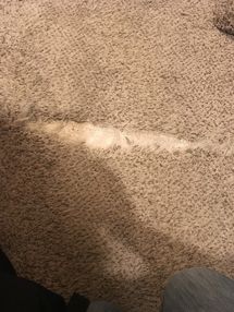 Before & After Pet Damage Carpet Repair in North Riverside, IL (1)