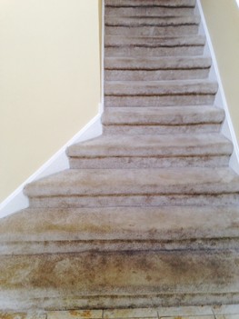 Soiled stairs with heavy animal odor, eco-disinfectant was applied with eco-cleaner to clean and sanitize. Naperville IL