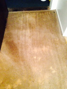 Customer used bleach to clean the carpet. A color dye was used to re-dye the carpet to remove the bleach stain damage. University Park, IL