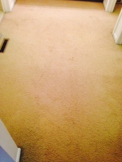 Before and After Carpet Cleaning feces/urine Waconda, IL 