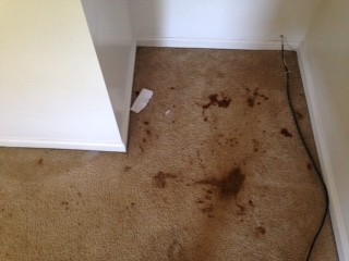 Before and After Carpet Cleaning feces/urine Chicago, IL 