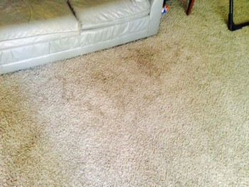 Soiled carpet in living room, traffic lanes present, last cleaned a year ago. Our powerful eco-precondition was used to remove stains permanently. 