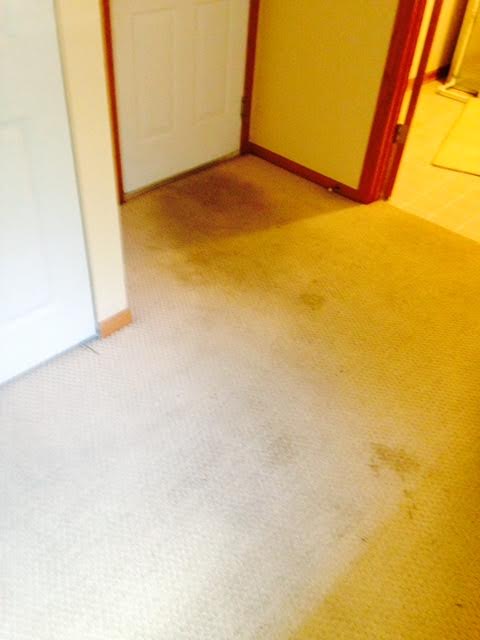 Carpet Cleaning in Aurora, IL